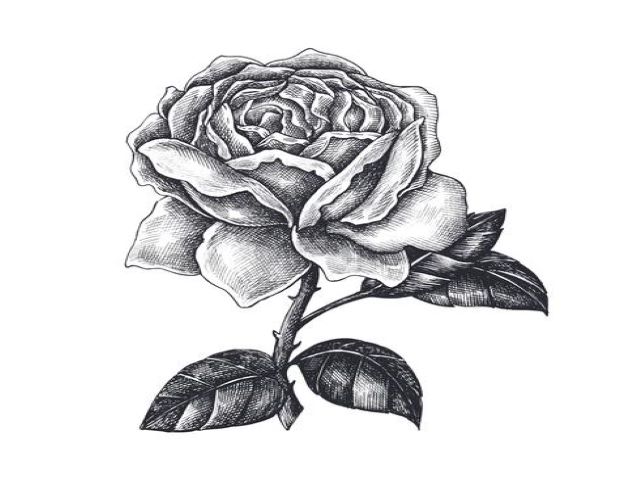 immagini di rose da disegnare