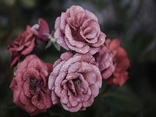 immagini di rose rosa
