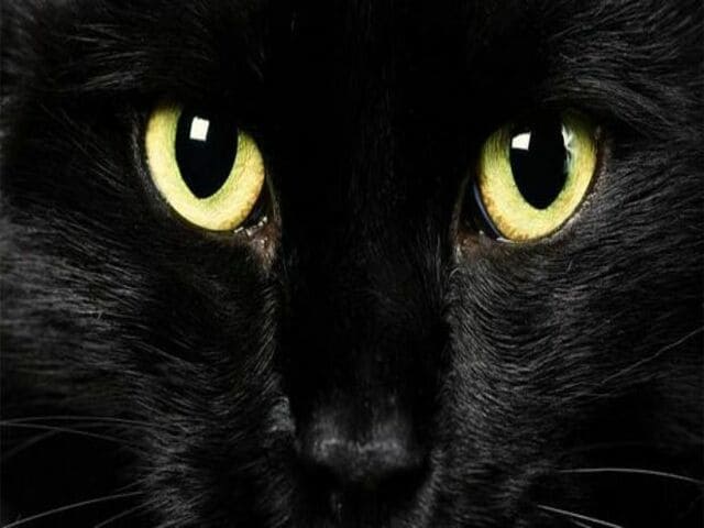 frasi sui gatti neri